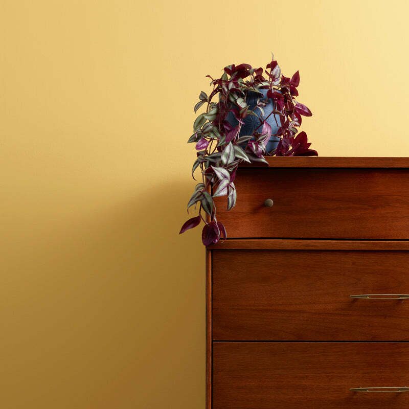 Frenchic Paint Al Fresco Hot as Mustard (Limited edition)